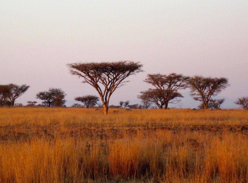 Veldt scene South Africa