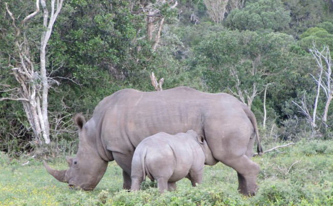 Rhino in South Africa