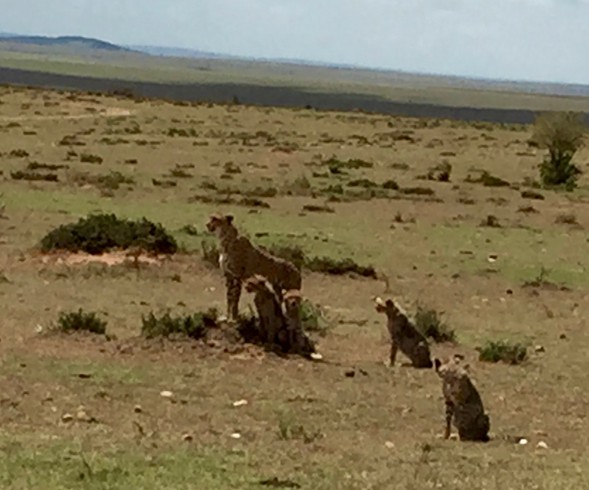 A cheetah with her cubs