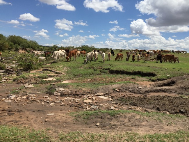 Masai cattle