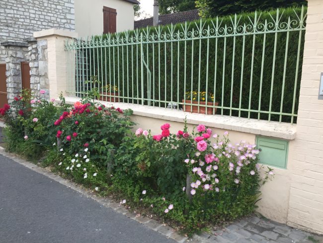 Giverny roadside flowers