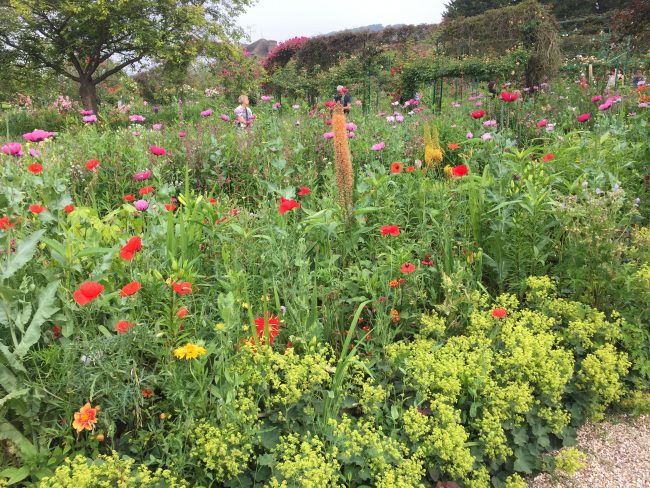 Wildflower meadow, Giverny