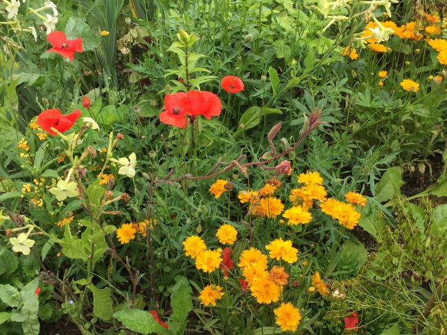Summer flowers, Giverny